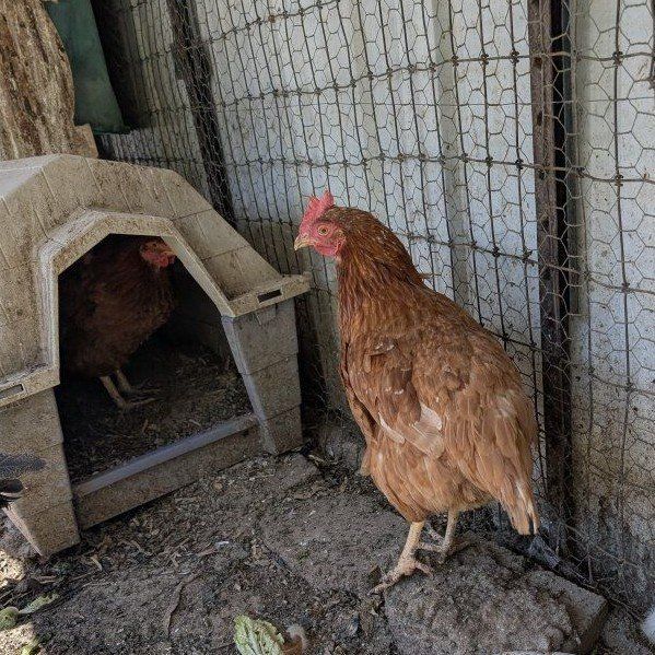 Very young laying hens