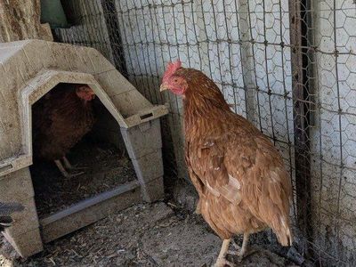 Very young laying hens
