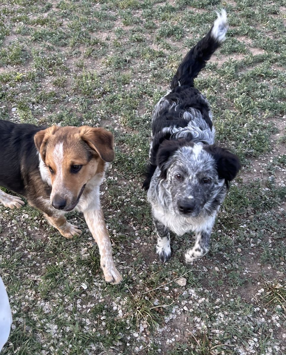Mini Aussie Mini Heeler mix
