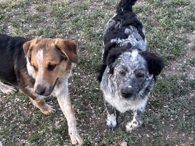 Mini Aussie Mini Heeler mix