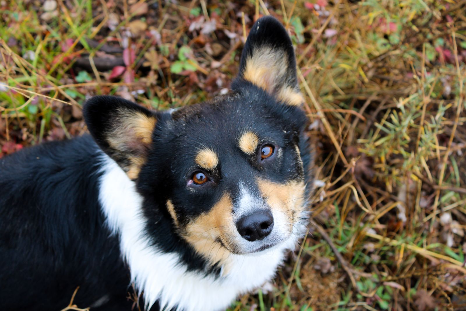Pembroke Welsh Corgi Male AKC Stud