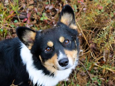 Pembroke Welsh Corgi Male AKC Stud