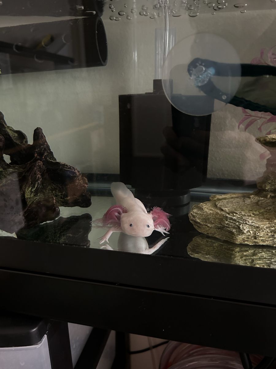 Male Axolotl and tank set up