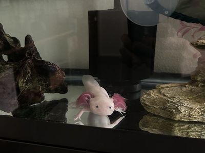 Male Axolotl and tank set up