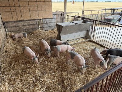 Feeder Pigs / Piglets for Sale