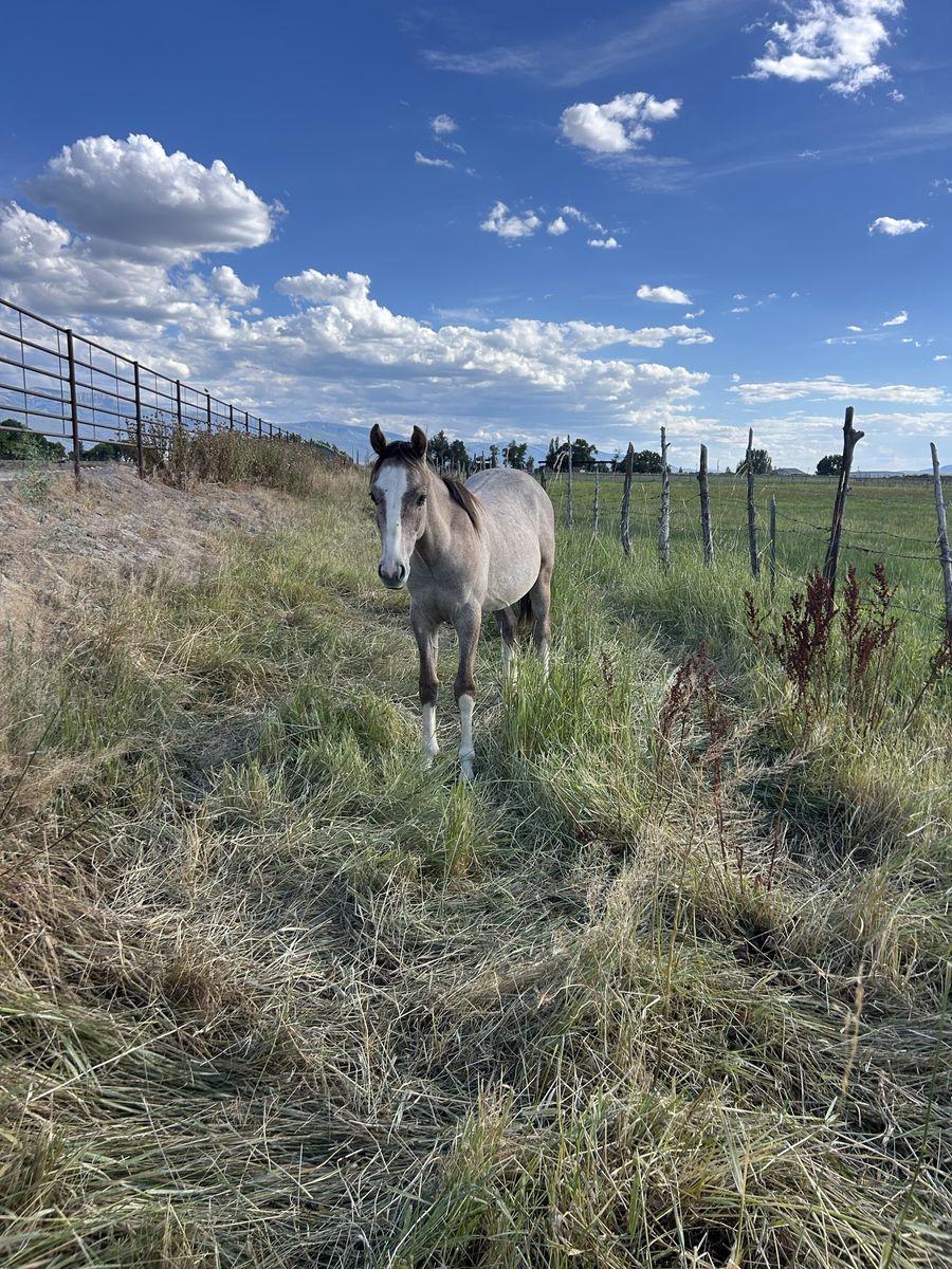 Yearling colt 