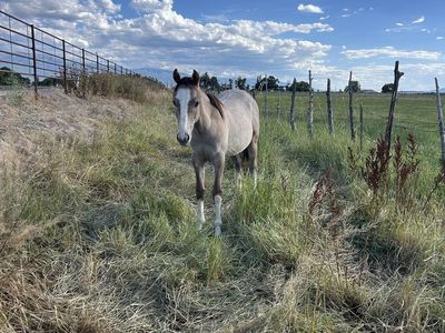 Yearling colt