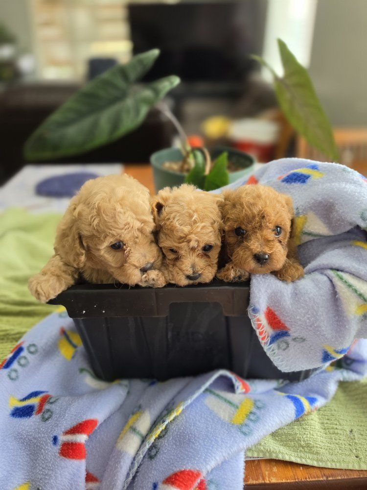 AKC TOY POODLE