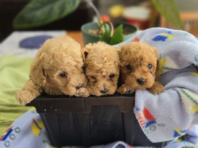 AKC TOY POODLE