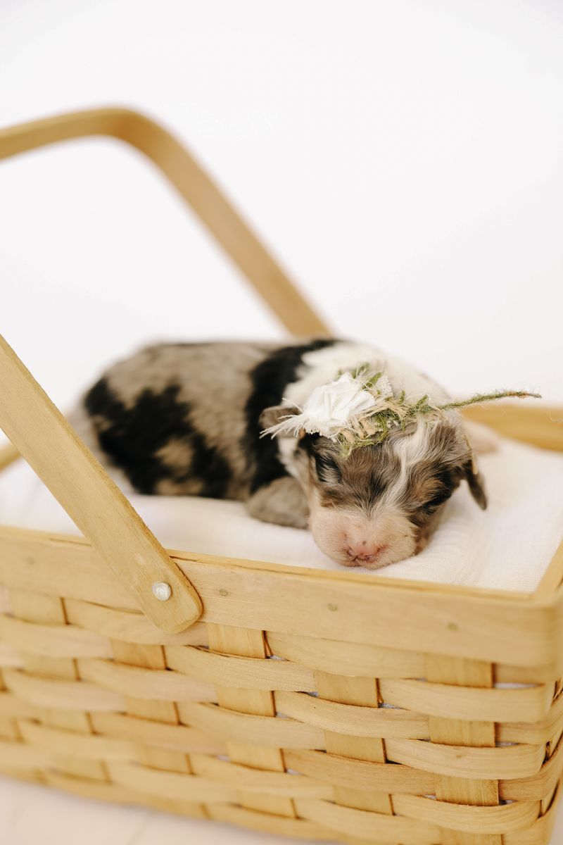 F1 Moyen Aussiedoodles