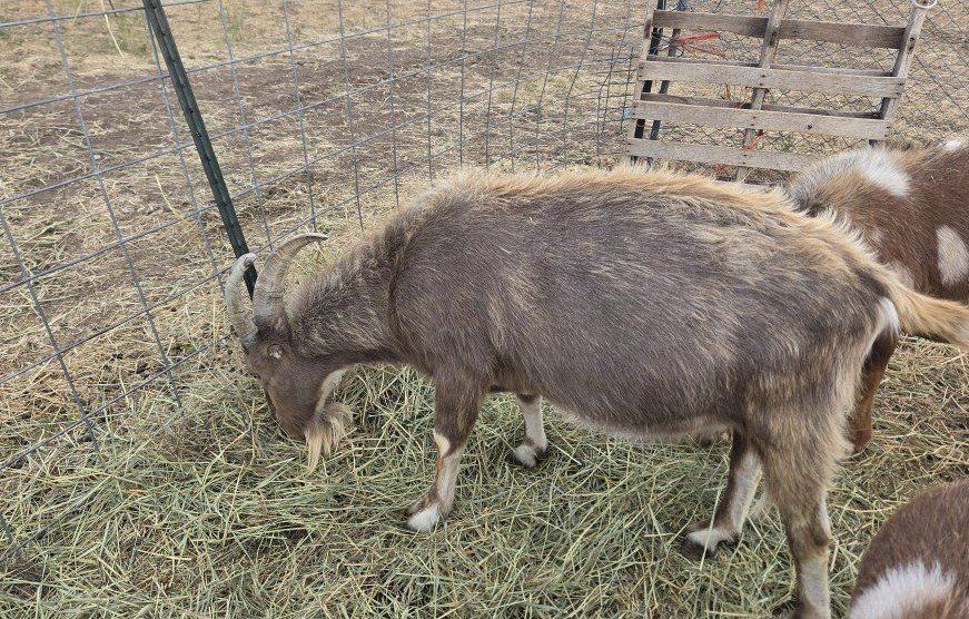 Standard LaMancha Buck