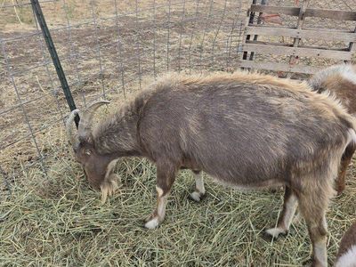 Standard LaMancha Buck