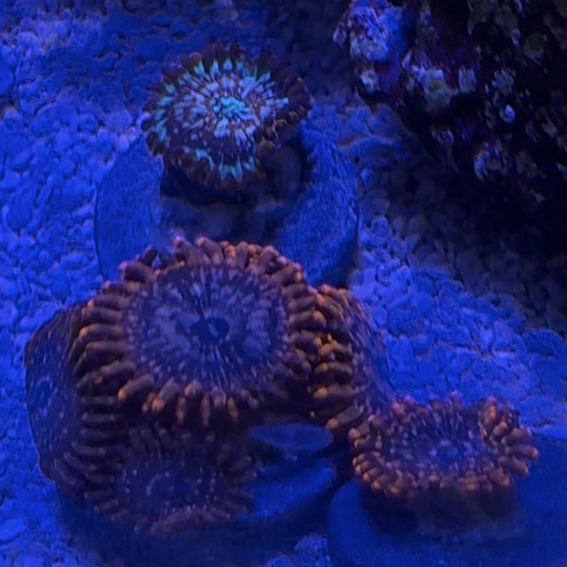 Coral Frag Utter Chaos And White Zombie
