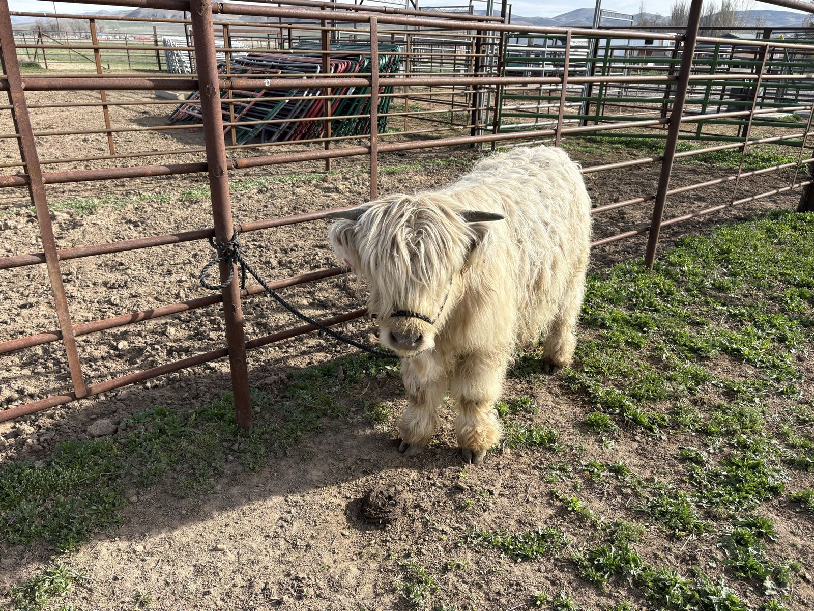 Halter Broke Mini Highlander
