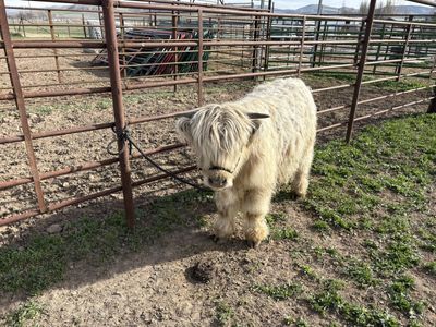 Halter Broke Mini Highlander