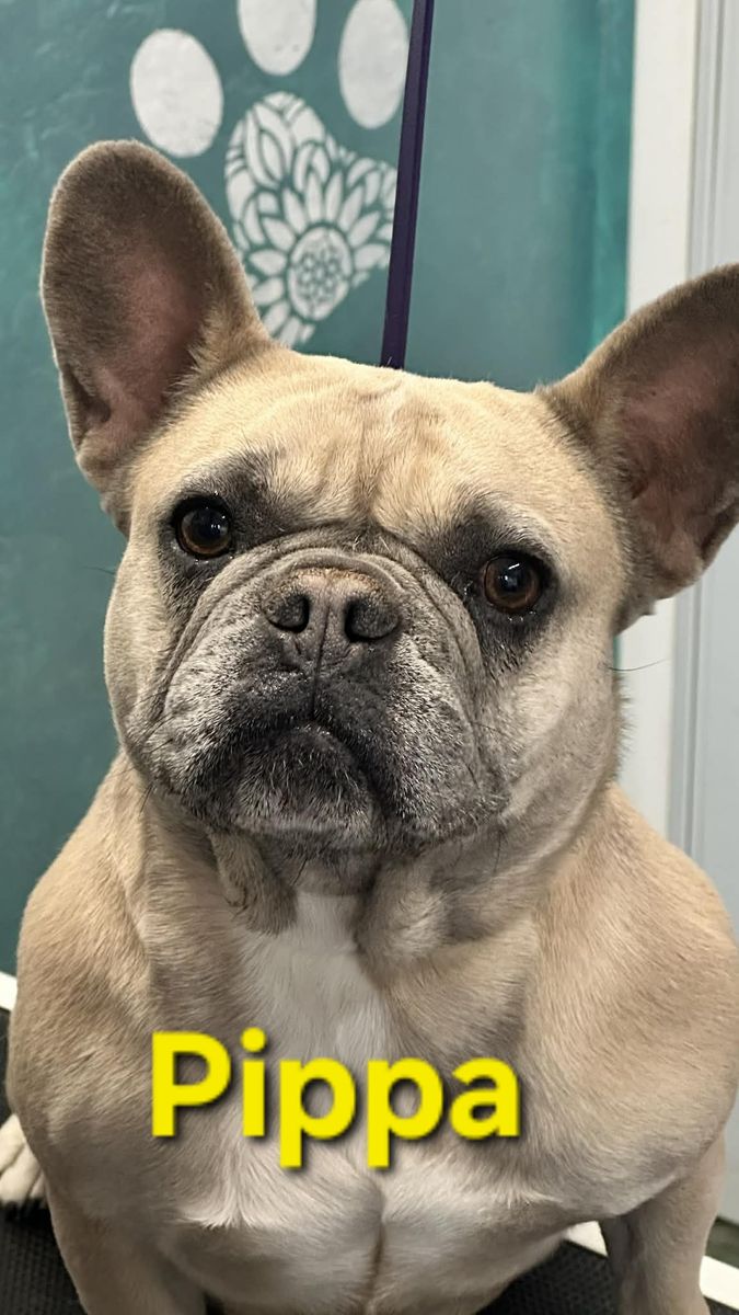 Frenchie Up For Adoption