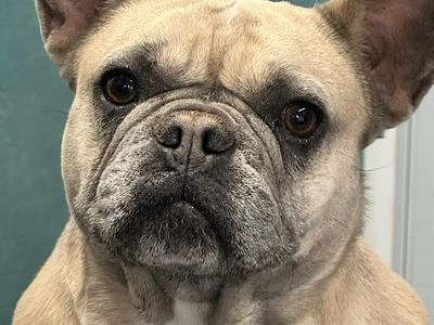 Frenchie Up For Adoption