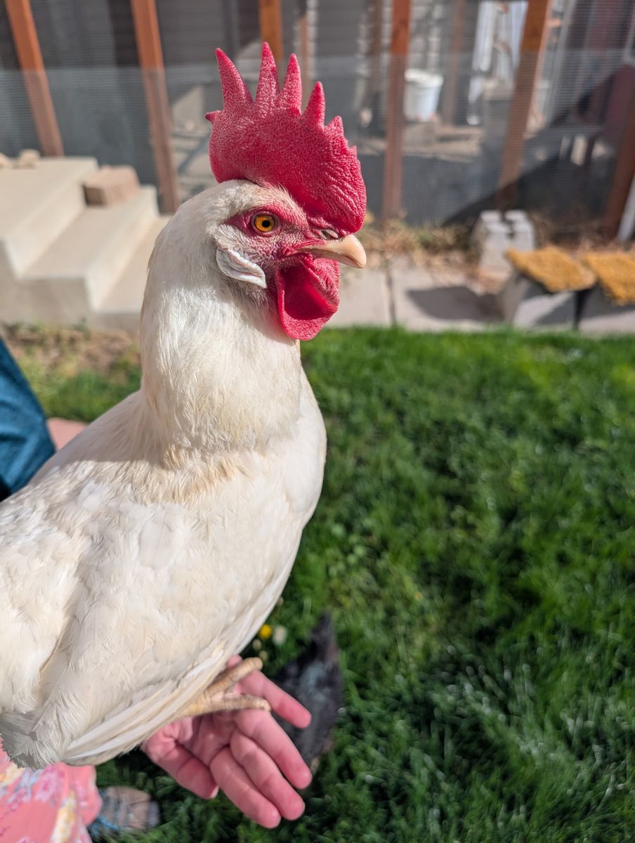 Free 18 month old laying Hen - California White