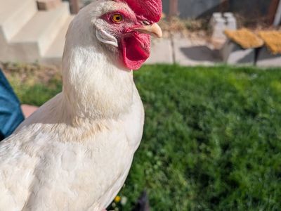 Free 18 month old laying Hen - California White