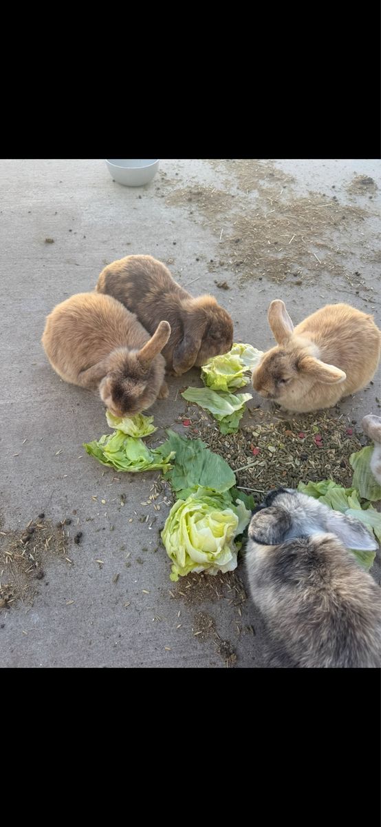 Pet Rabbits / Bunnies