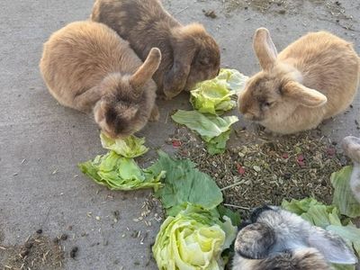 Pet Rabbits / Bunnies