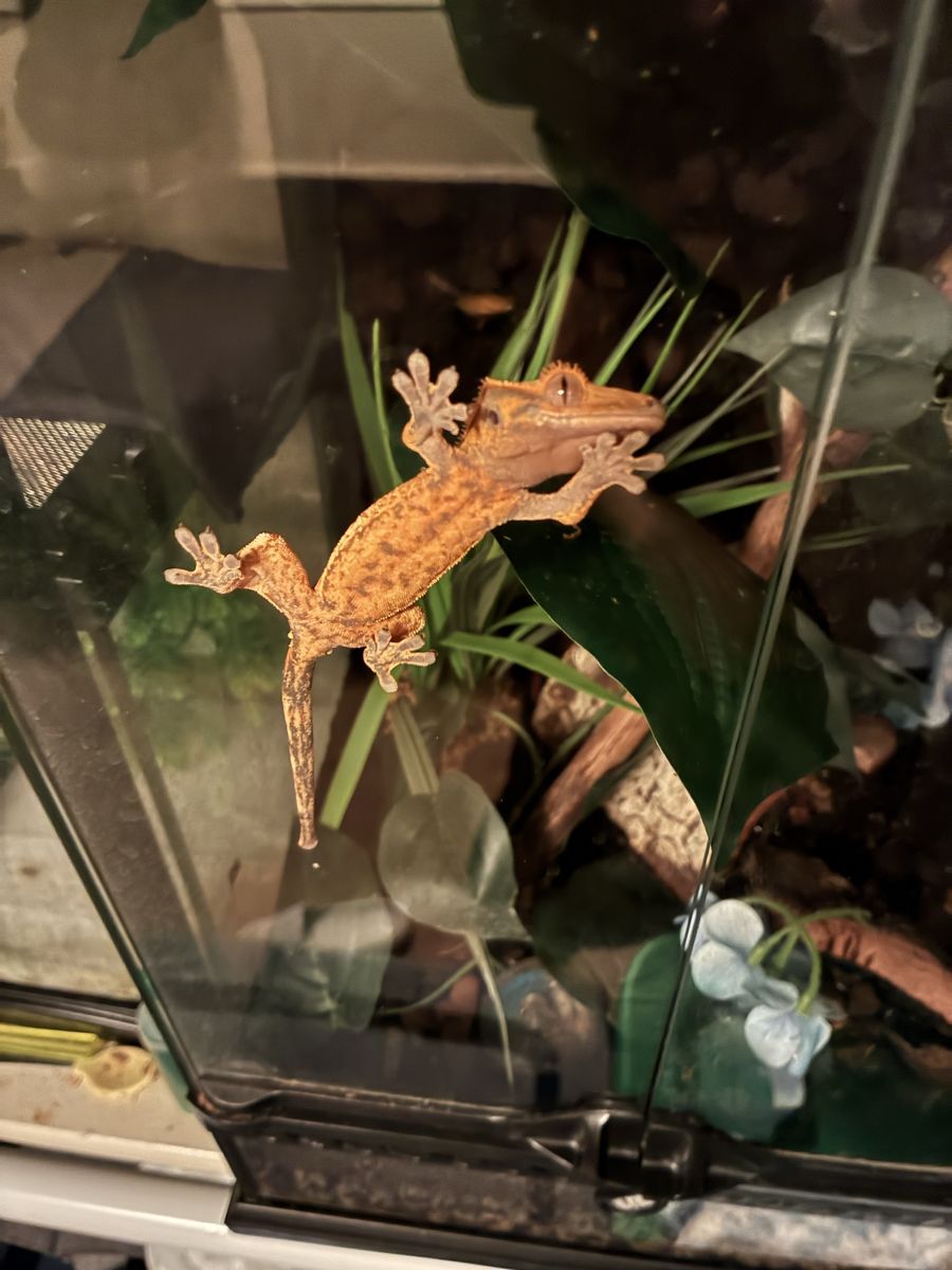 Crested Gecko - Female Juvenile