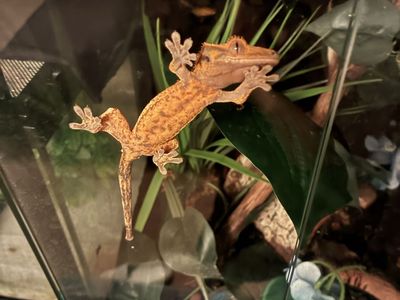 Crested Gecko - Female Juvenile