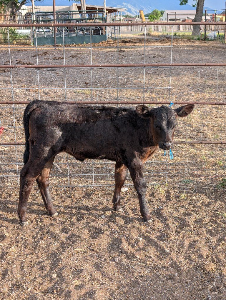 7 week old bottle calf