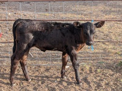 7 week old bottle calf