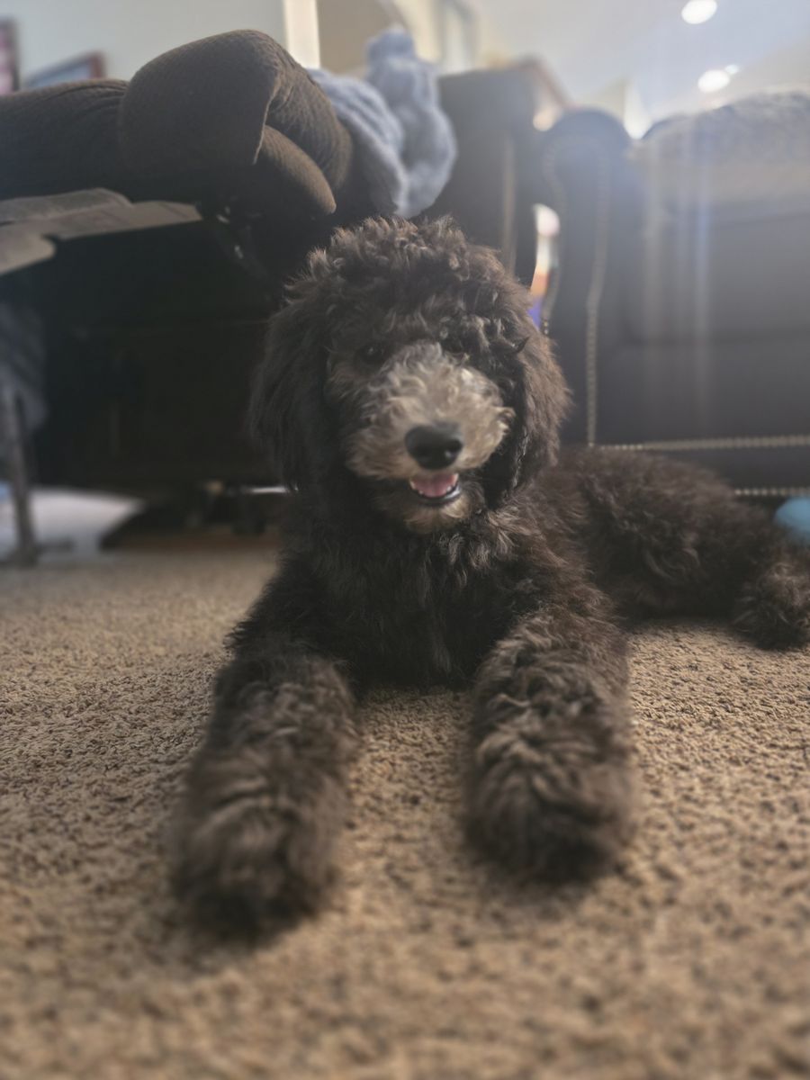 Phantom Silver faced Sheepadoodles