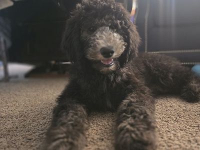 Phantom Silver faced Sheepadoodles