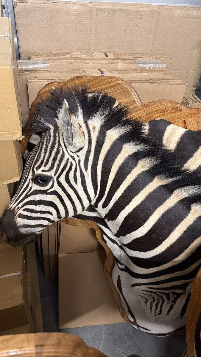 Burchell Zebra Taxidermy Mount