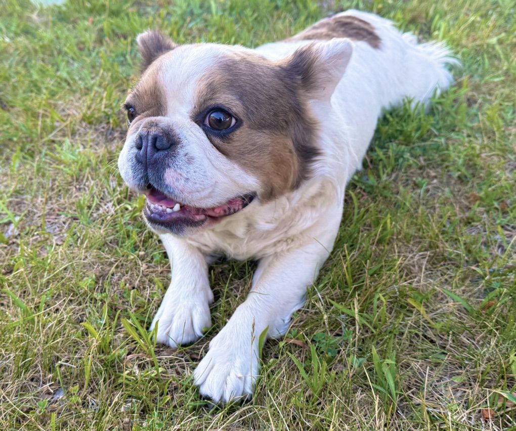 Fluffy French Bulldog - AKC Pure Breed