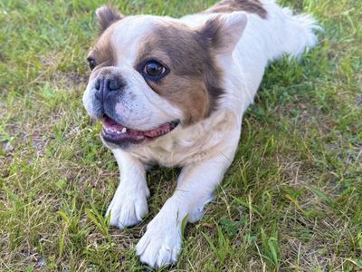 Fluffy French Bulldog - AKC Pure Breed