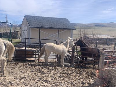 5 Yr Old Grade Mare