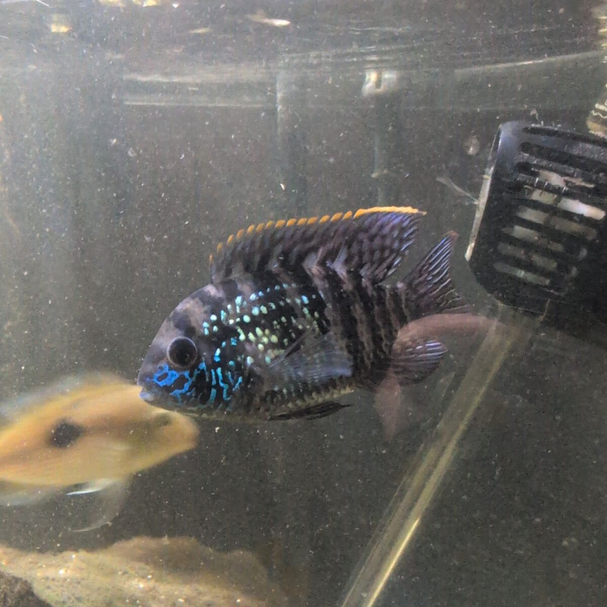 2 juvie Blue Acara (Andinoacara pulcher)