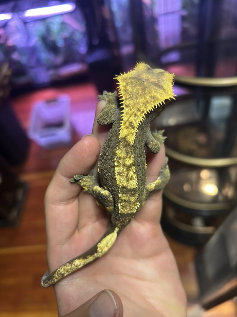Gravid Crested Gecko