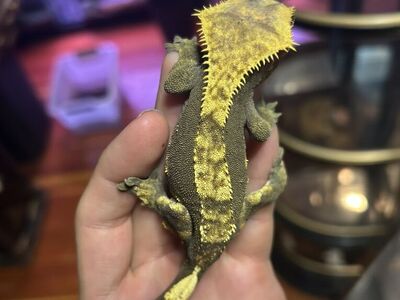 Gravid Crested Gecko