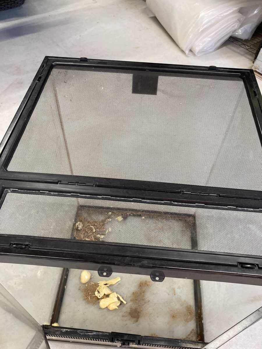 Exo Terra Glass Terrarium Tank with Mesh Screen Top & Front Doors