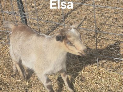Nigerian Dwarf Goat Herd (6 goats + kids on the way) – Does, Kids, & Pregnant Doe Available – Herd Discount