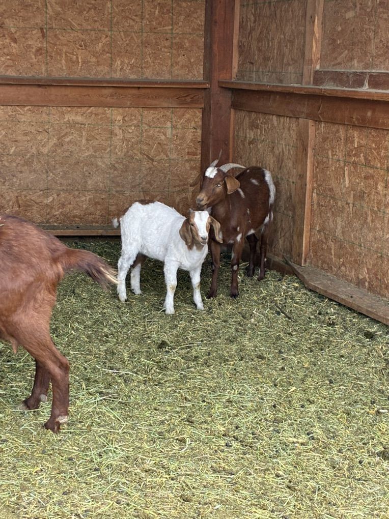 Mother And Doeling Goat Pair