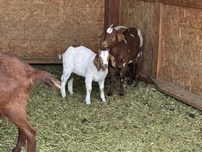Mother And Doeling Goat Pair