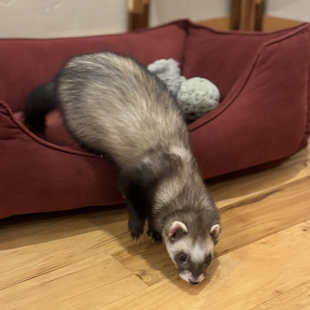 Bonded Ferrets and All Their Stuff - Need Home!