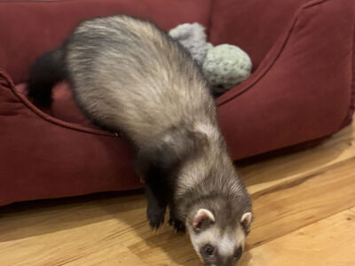 Bonded Ferrets and All Their Stuff - Need Home!