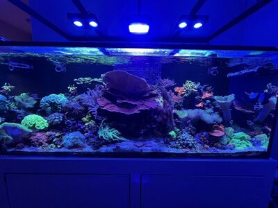 Coral Frags