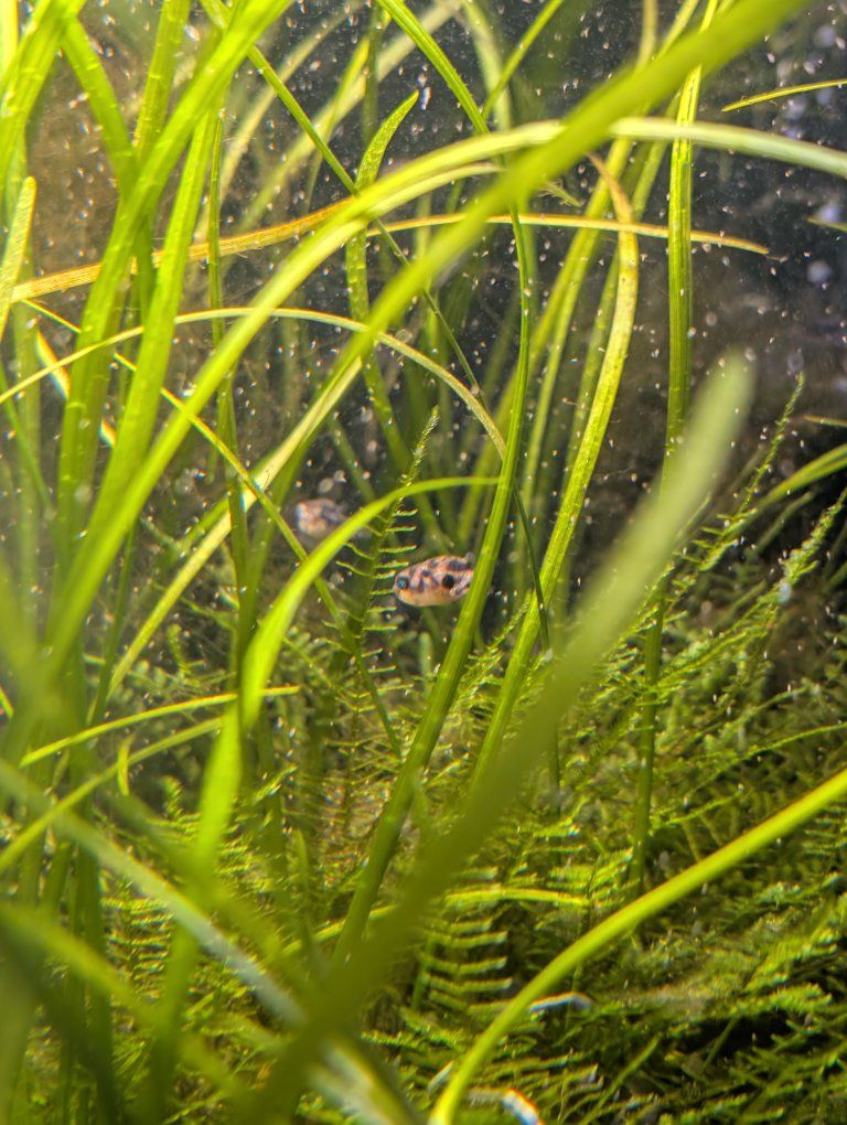 Locally bred Pea Puffers