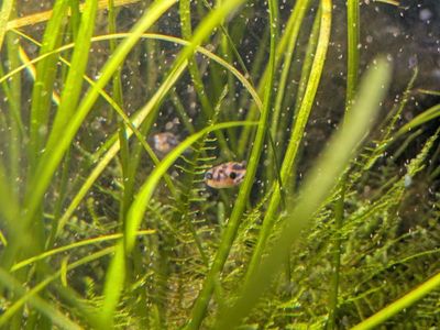 Locally bred Pea Puffers
