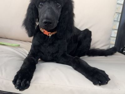 AKC Standard Poodle Puppy