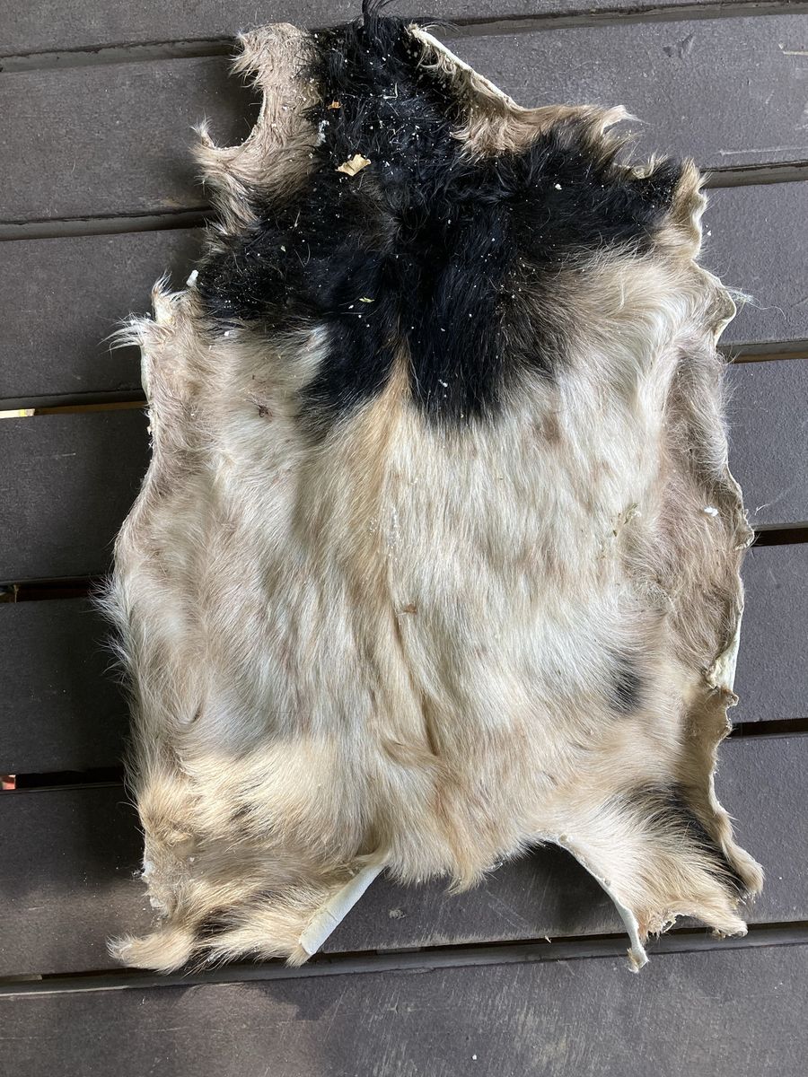 Goat Hides!!