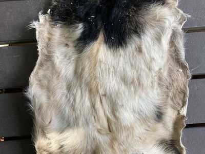 Goat Hides!!